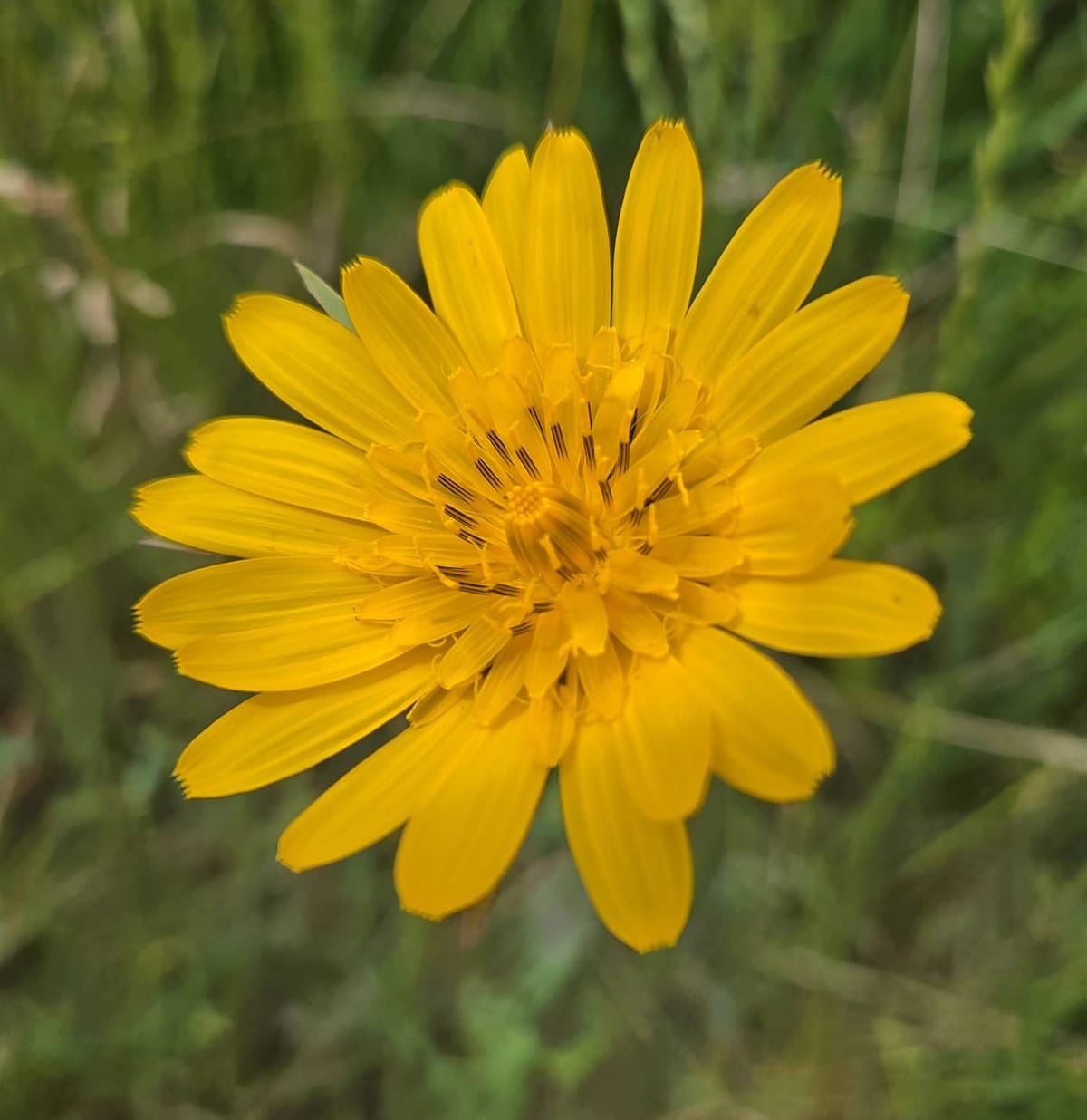 Die Wiesenbocksbartblume – Die Zauberin des Vormittags